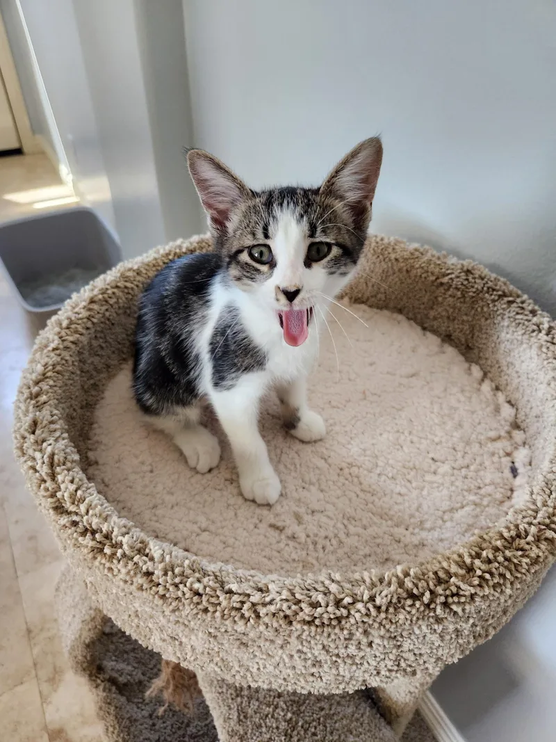 A baby medium-sized female Tabby (Brown / Chocolate) Domestic Short Hair cat named Cherry for adoption in Orange, CA