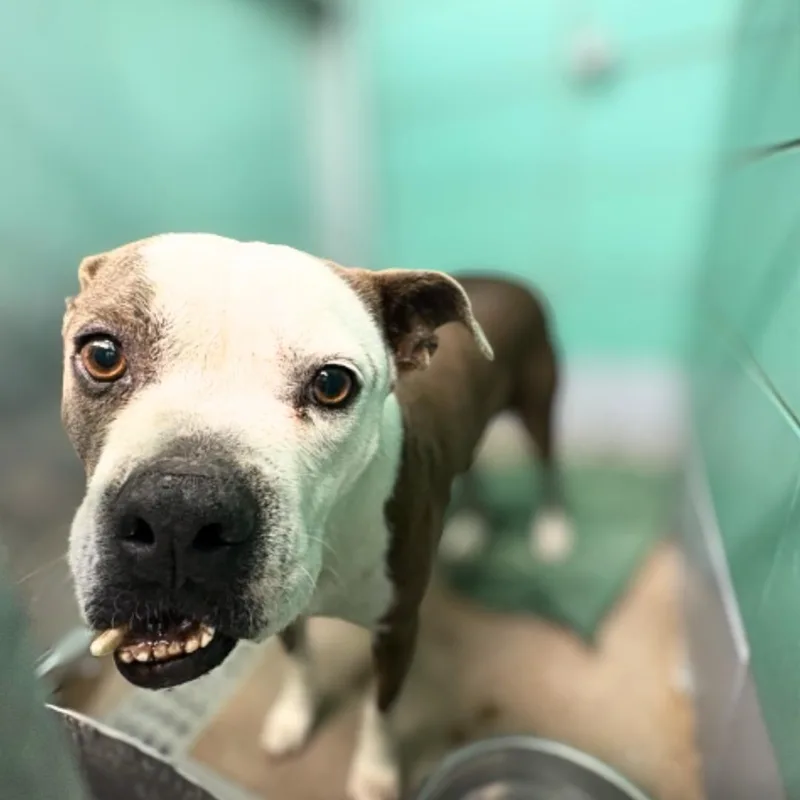 An adult medium-sized female Staffordshire Bull Terrier dog named Lucy for adoption in Houston, TX
