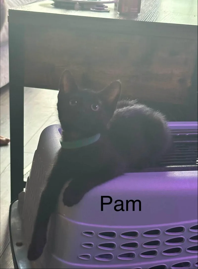 Pam thumbnail 2