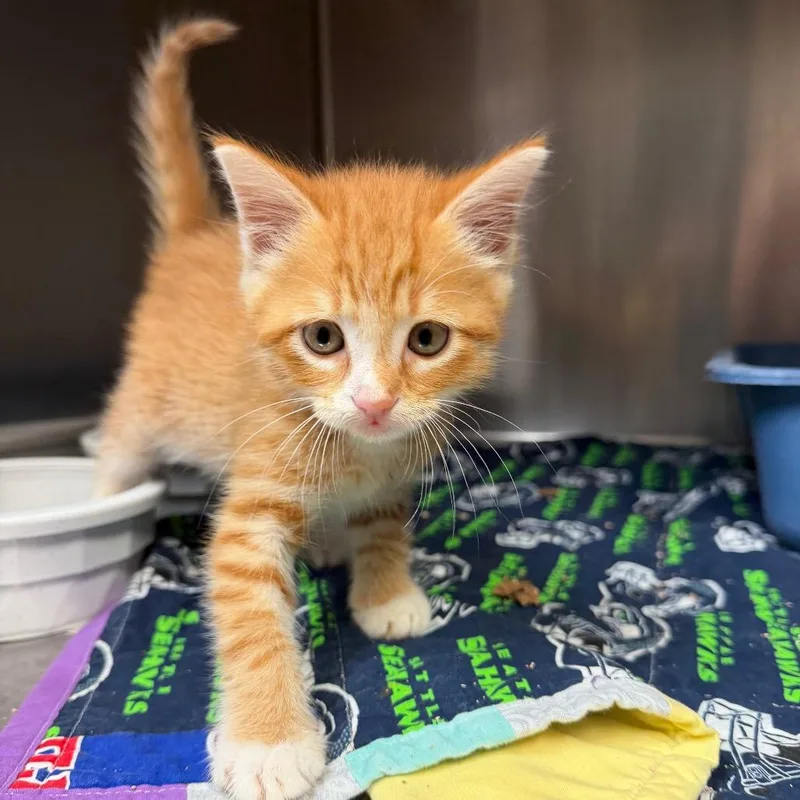 A baby small-sized male Orange / Red Domestic Short Hair cat named Griffen for adoption in Bryan, TX