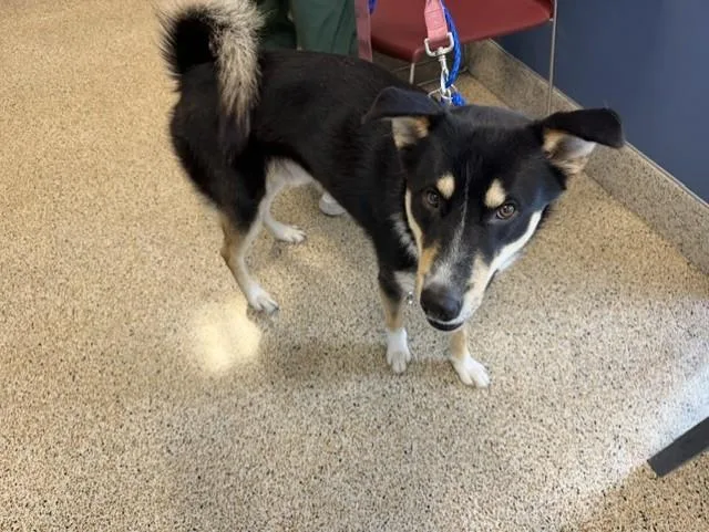 An adult large-sized male Siberian Husky dog named Sultan for adoption in Miami, FL