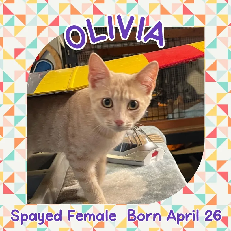 A baby small-sized female Tabby (Orange / Red) Domestic Short Hair cat named Olivia for adoption in Salida, CA