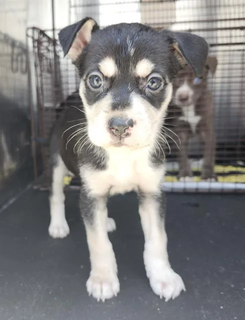 A baby small-sized female American Staffordshire Terrier dog named Minty for adoption in San Antonio, TX