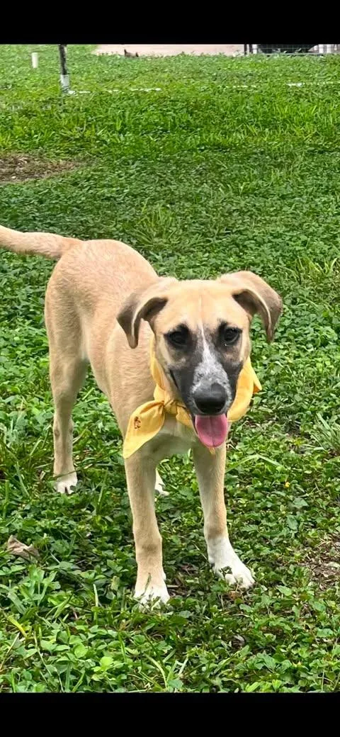 A baby medium-sized male Apricot / Beige Beagle dog named Monday for adoption in Vernon, CT