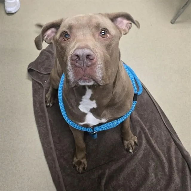 An adult large-sized male Labrador Retriever dog named Mustafa for adoption in Easton, MD