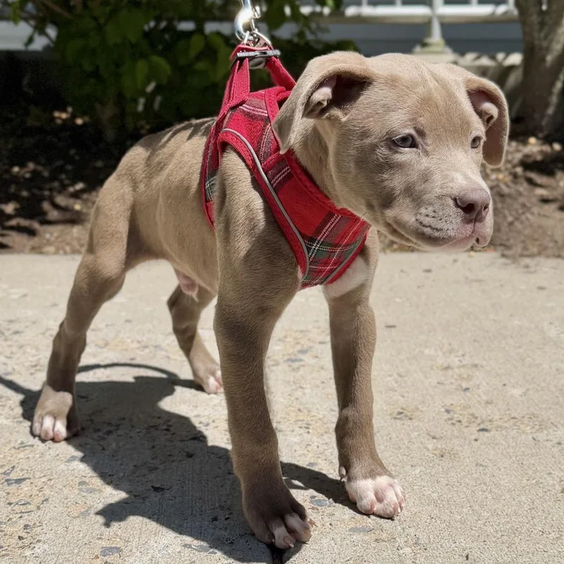A baby small-sized male Brown / Chocolate Pit Bull Terrier dog named Bam Bam for adoption in East Hampton, NY