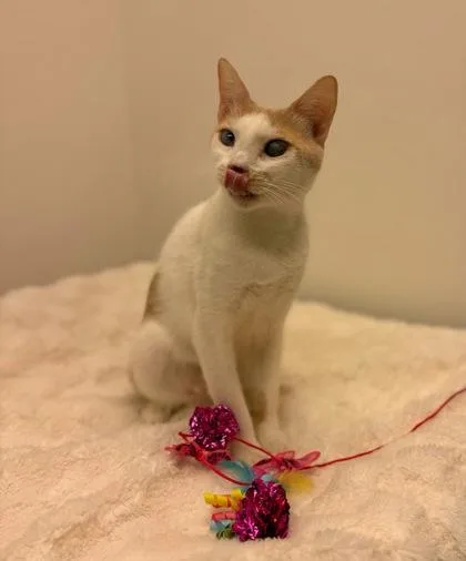 A young medium-sized female Domestic Short Hair cat named Nour for adoption in Ringoes, NJ