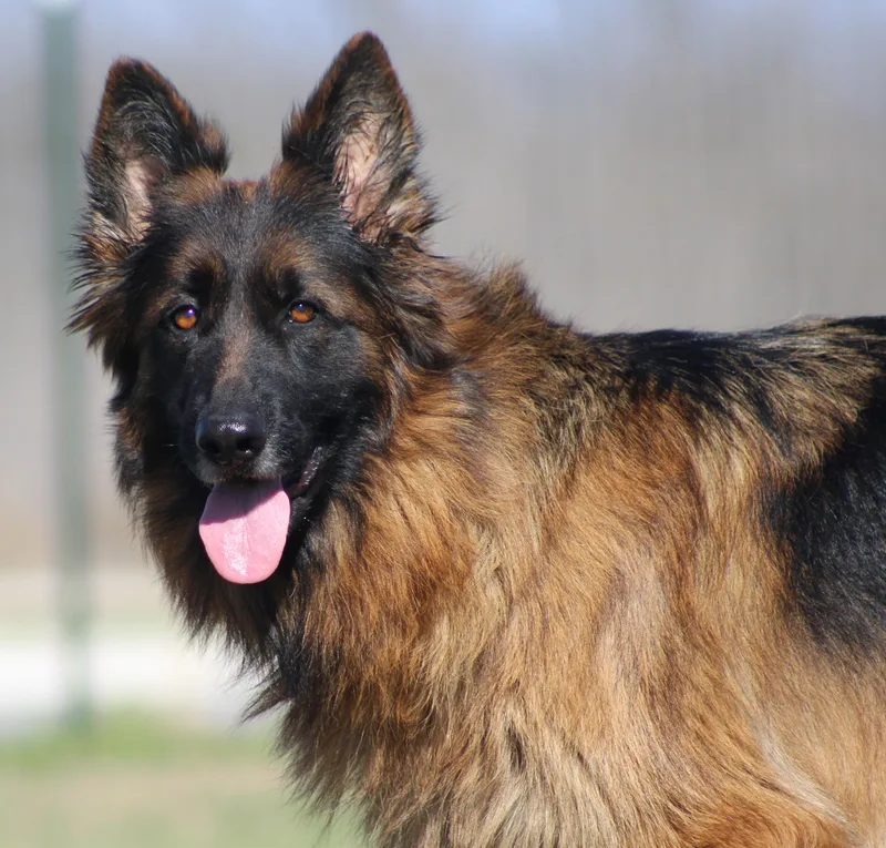 An adult large-sized female Black German Shepherd Dog dog named Suri for adoption in Temple, TX
