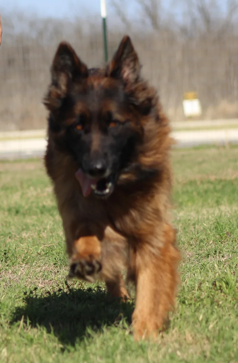 Suri thumbnail 4