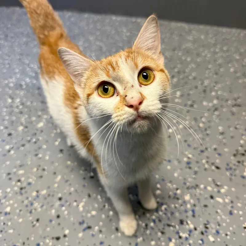 An adult medium-sized female White Domestic Short Hair cat named Nayeon for adoption in Pasadena , MD