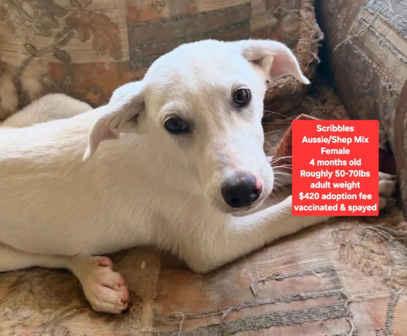 A baby large-sized female Australian Shepherd dog named Scribbles for adoption in Oviedo, FL