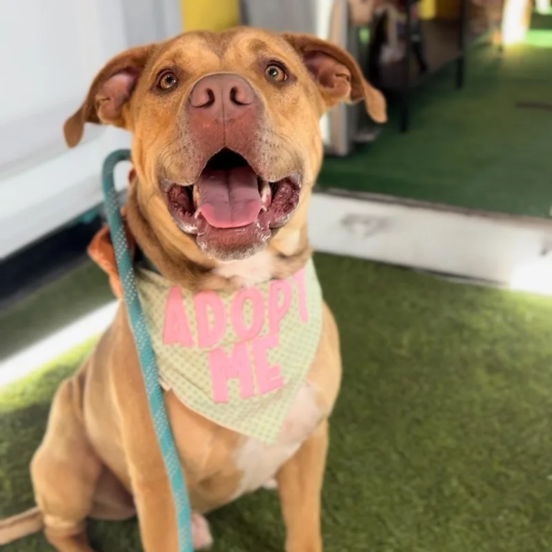 An adult medium-sized male Bicolor American Staffordshire Terrier dog named Teddy Roo Ruxpin for adoption in Houston, TX