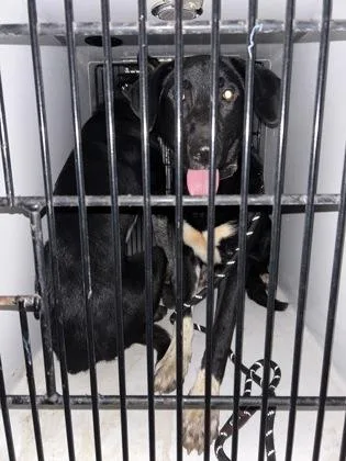 An adult medium-sized male Mixed Breed dog named Miami for adoption in Atlanta, GA