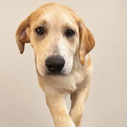 A baby large-sized male Yellow / Tan / Blond / Fawn Labrador Retriever dog named Todd for adoption in Fernandina Beach, FL