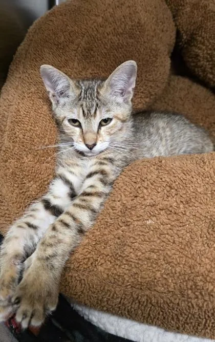 A young small-sized female Domestic Short Hair cat named Mira for adoption in Phoenix, AZ