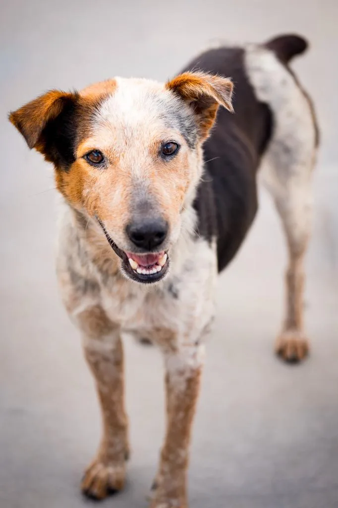 Schuyler thumbnail 2