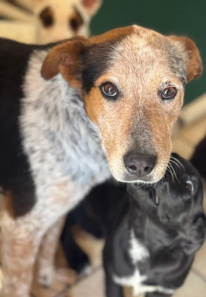 Schuyler thumbnail 3