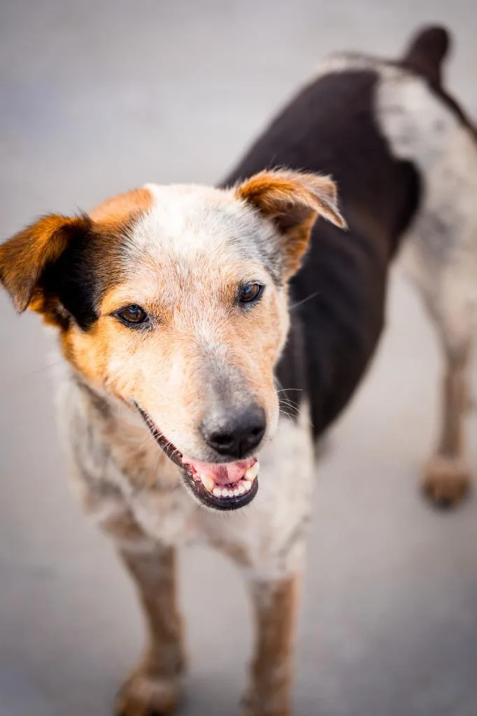 Schuyler thumbnail 4