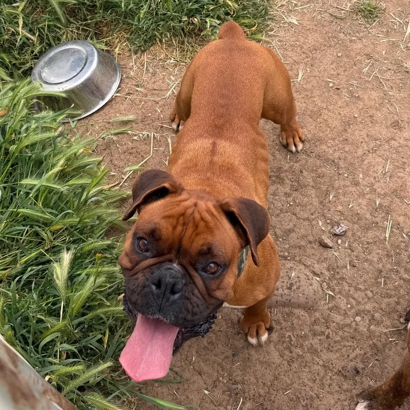 An adult medium-sized female Boxer dog named Honey for adoption in Chico, CA