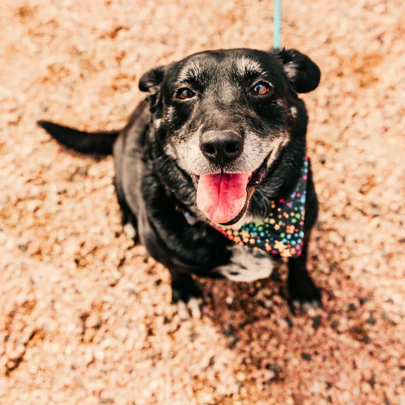 Seraphina thumbnail 2