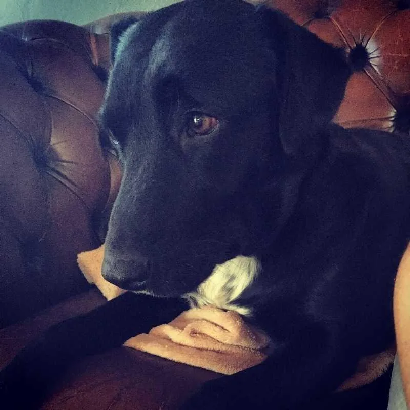 Seraphina thumbnail 4