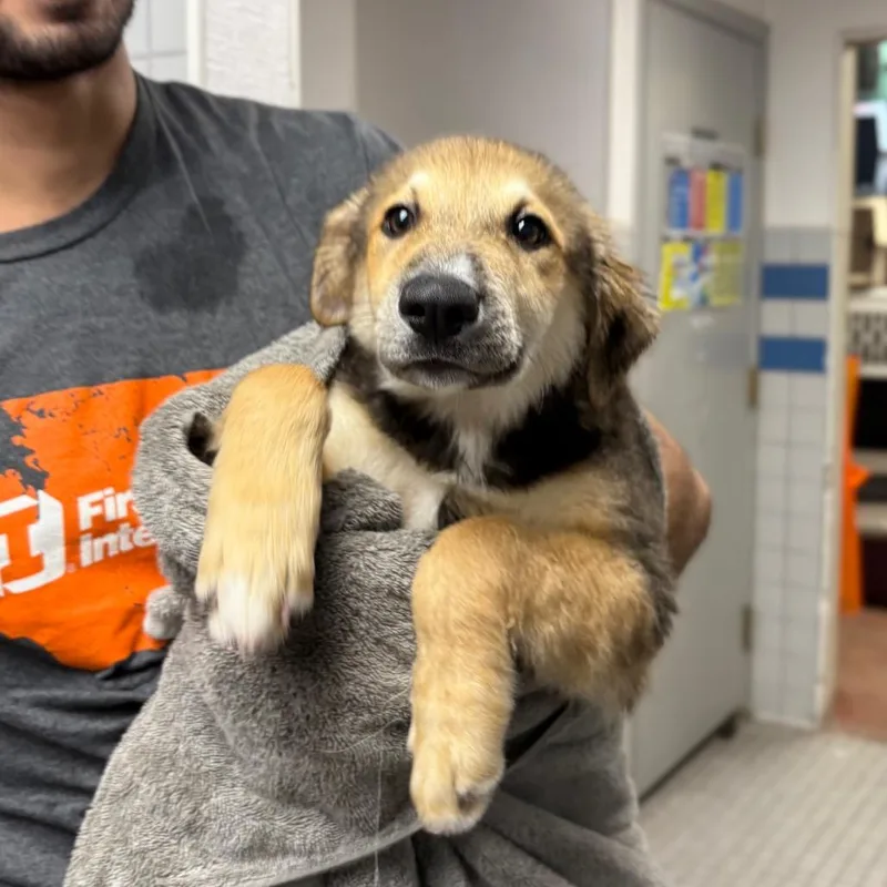 A baby large-sized female Mixed Breed dog named Monica for adoption in Spokane, WA