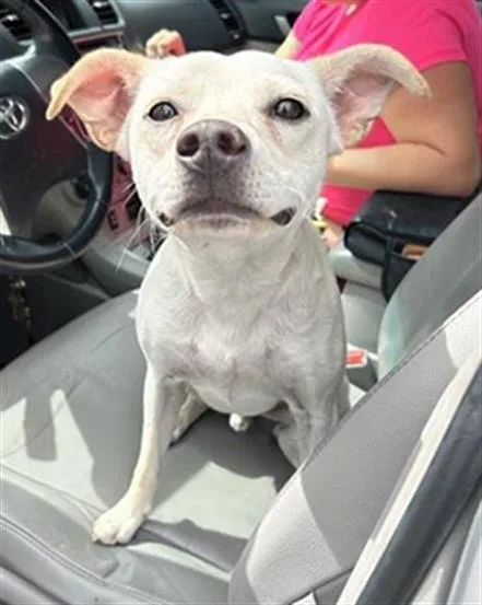 A young small-sized male Terrier dog named Marlo for adoption in San Antonio, TX