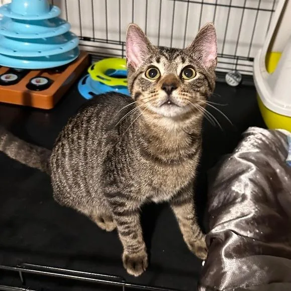 A baby small-sized male Domestic Short Hair cat named Stewart for adoption in Greensburg, PA