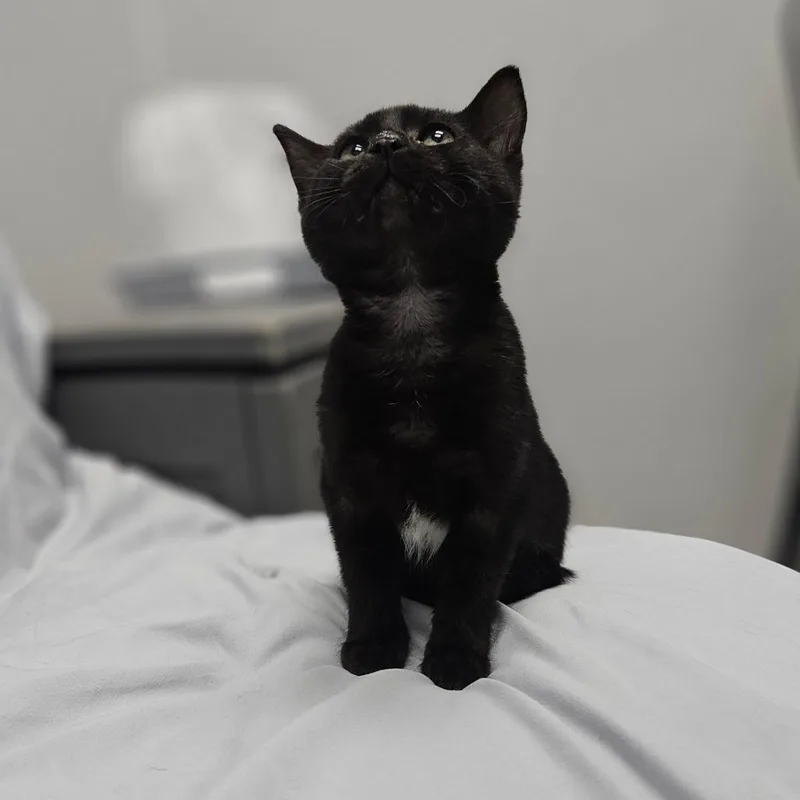 A baby small-sized female Domestic Medium Hair cat named Marvin The Martian for adoption in Monticello, IA