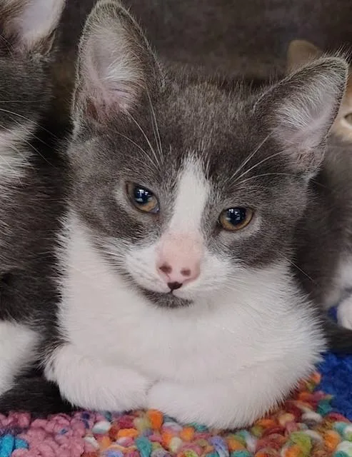 A baby small-sized male Domestic Short Hair cat named Kai for adoption in Saint Cloud, FL