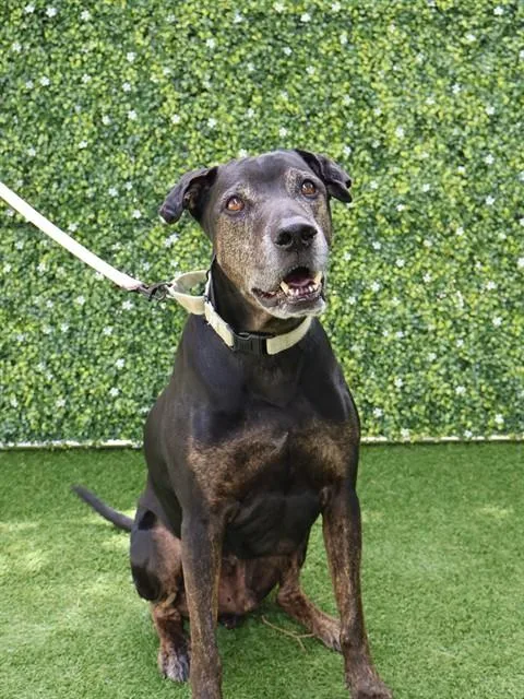 A senior large-sized male Mixed Breed dog named Grizz for adoption in Naples, FL