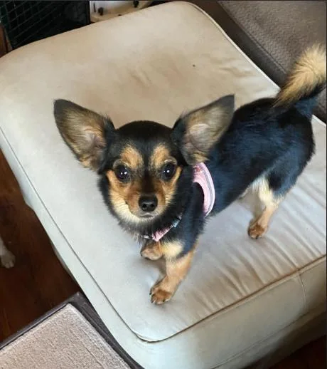 Priscilla