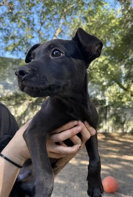 A baby small-sized male Black Mixed Breed dog named Harp for adoption in Charleston, SC