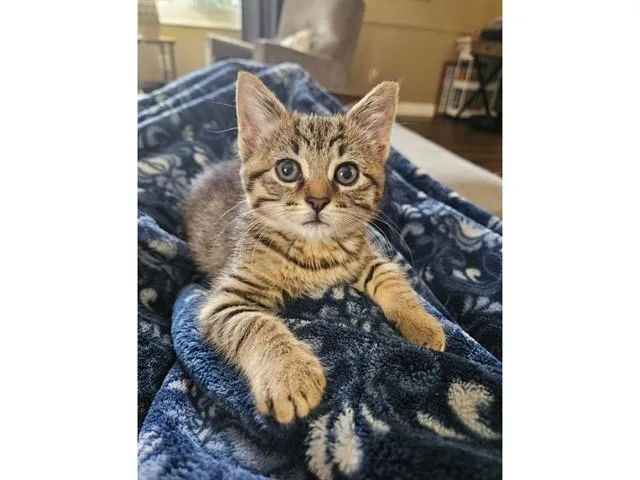A baby small-sized female Domestic Short Hair cat named Coco for adoption in Fort Wayne, IN