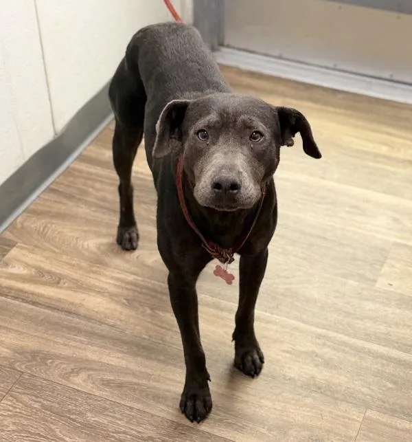 A young large-sized female Labrador Retriever dog named Purple Princess Butterscotch for adoption in San Diego, CA