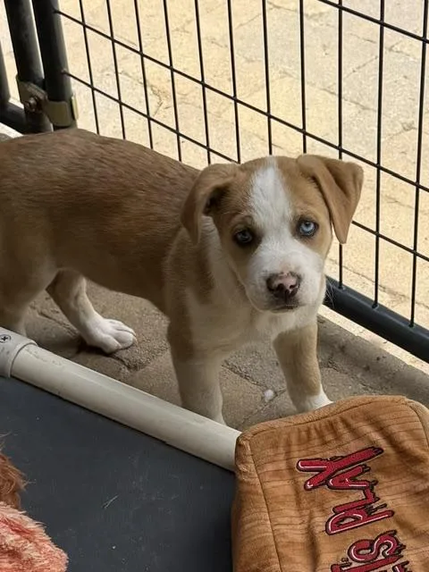 A baby medium-sized male Red / Chestnut / Orange Australian Shepherd dog named Keegan Wishbone for adoption in Andover, MA