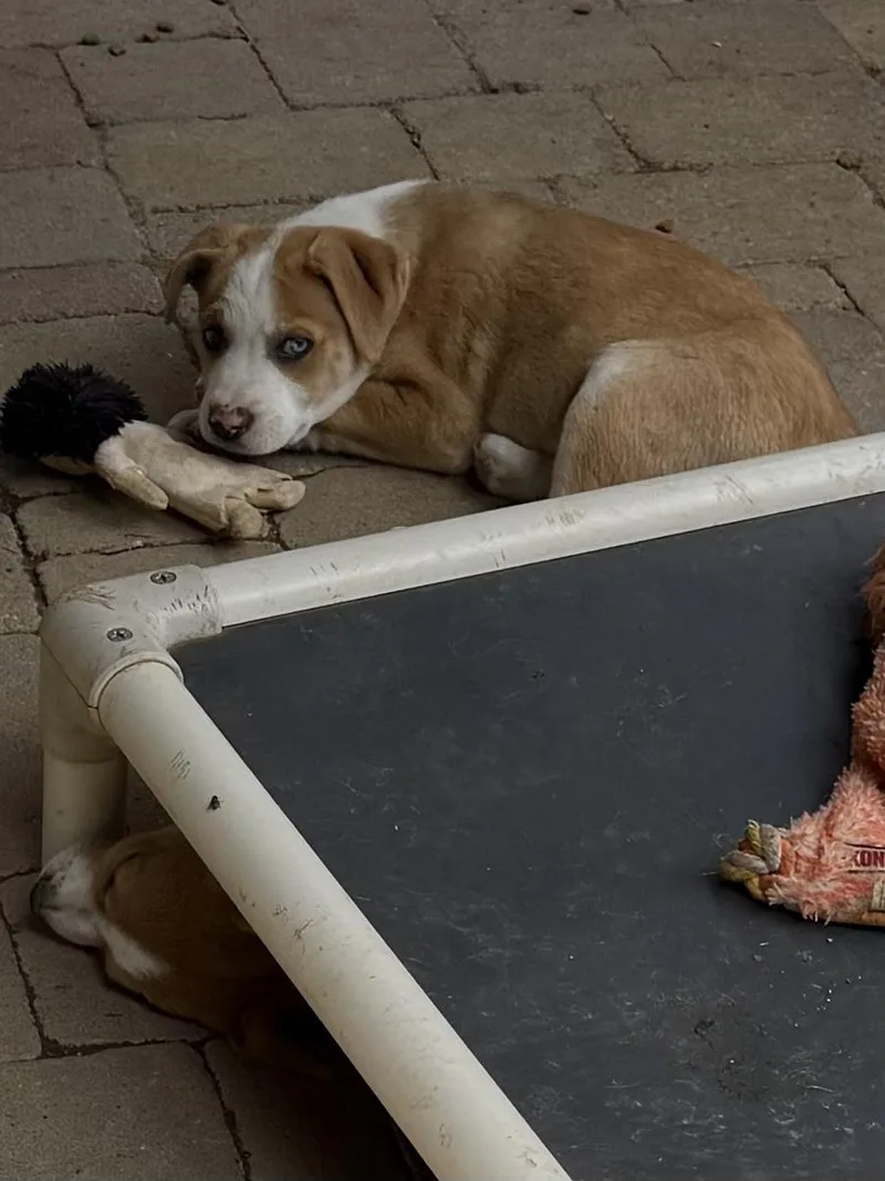 Keegan Wishbone thumbnail 2