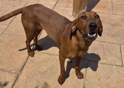 A young medium-sized female Bloodhound dog named Lavender Cookie for adoption in Shreveport, LA