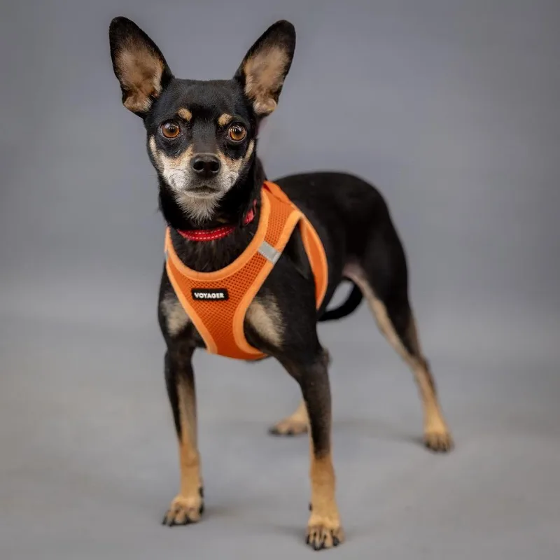 An adult small-sized male Black Chihuahua dog named Enzo D for adoption in Princeton, MN