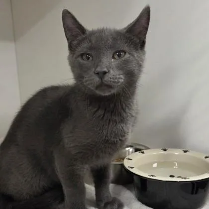 A baby small-sized male Domestic Short Hair cat named Cream for adoption in Voorhees, NJ