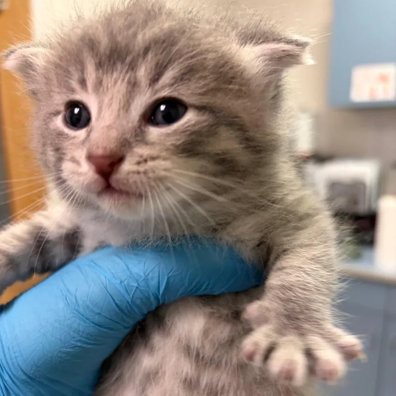 A baby small-sized male Gray / Blue / Silver Domestic Short Hair cat named Mockingbird for adoption in Charleston, WV