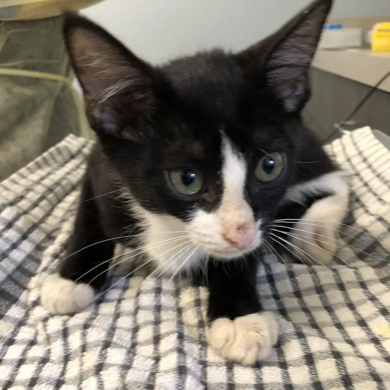 A baby medium-sized male Black Domestic Short Hair cat named Guardian for adoption in Oak Park, IL