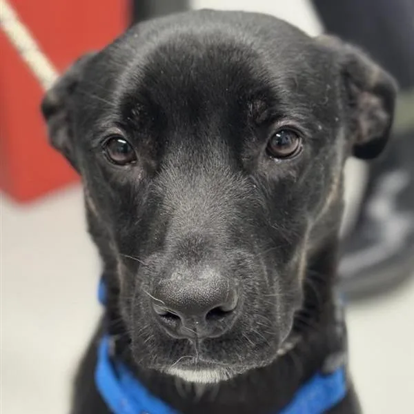 A young medium-sized male Labrador Retriever dog named Hiro for adoption in Los Angeles, CA