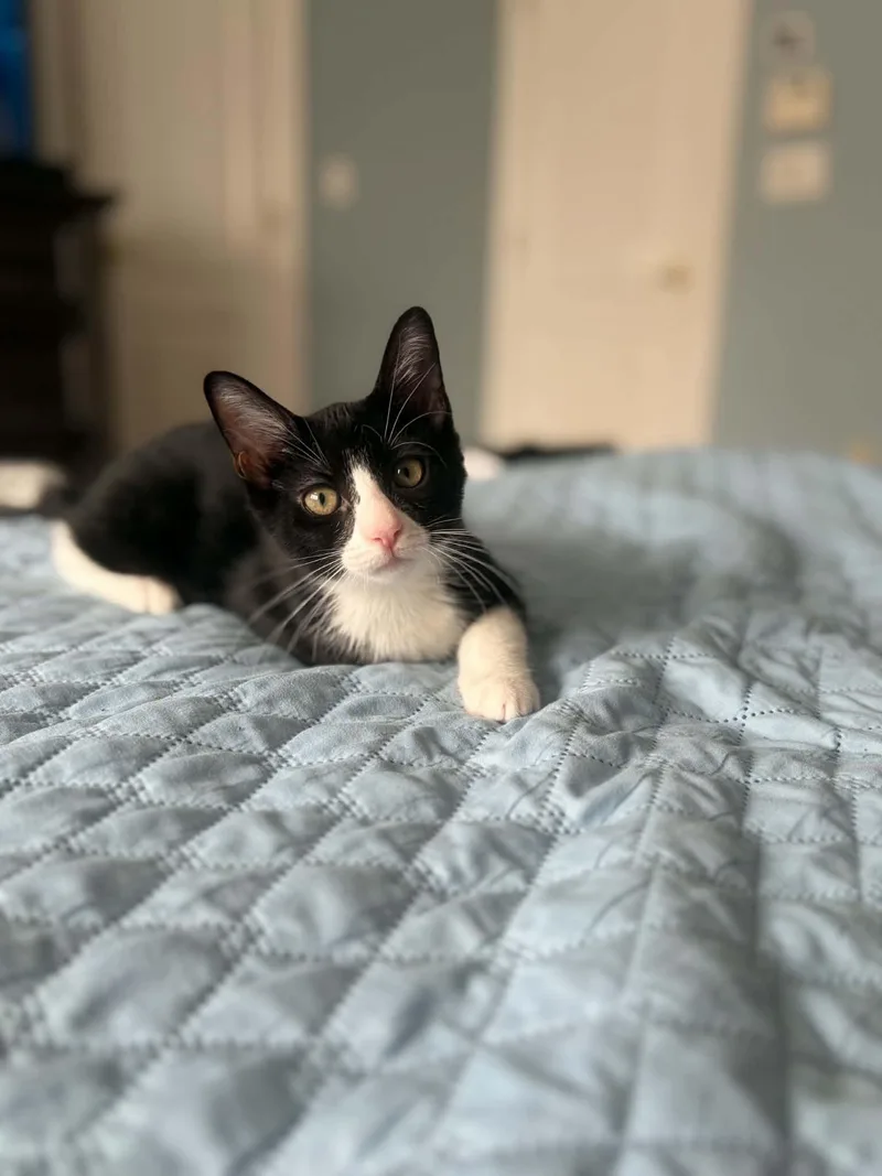 A baby small-sized male Black & White / Tuxedo Domestic Short Hair cat named Salchow for adoption in Staten Island, NY