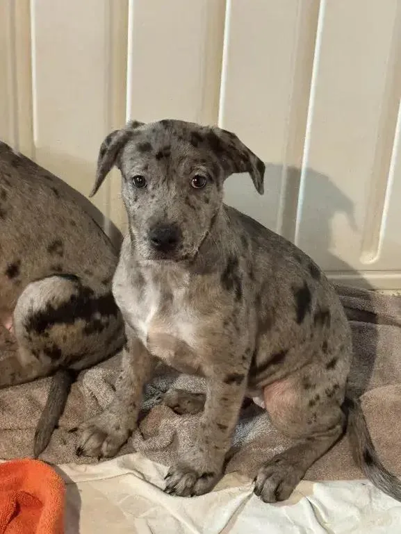 Snowflake thumbnail 2