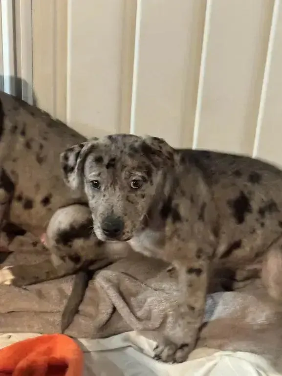 Snowflake thumbnail 3