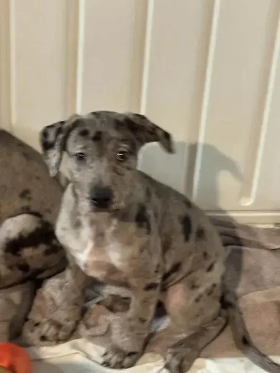 Snowflake thumbnail 4