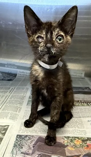 A baby small-sized female Domestic Short Hair cat named Cynthia for adoption in Lancaster, CA