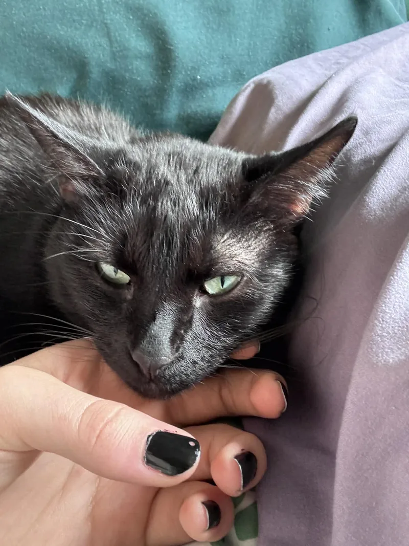 Zebra Cakes thumbnail 2