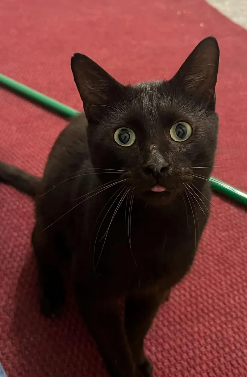 Zebra Cakes thumbnail 3